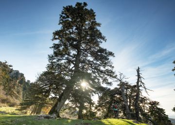 Sierra de las Nieves, mucho por admirar Sierra de las Nieves, mucho por admirar