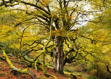 Asturias, otoño de azul y verde Asturias, otoño de azul y verde