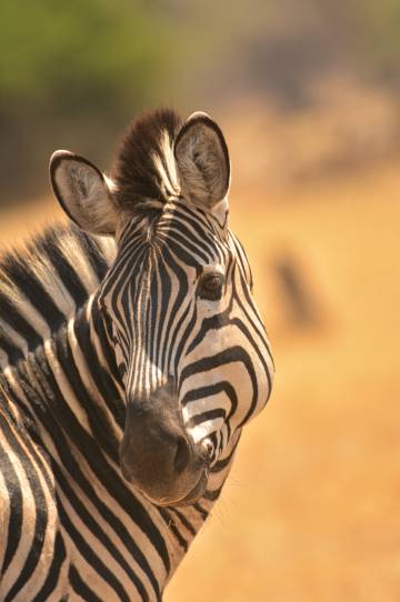 Una cebra en el parque nacional de Chobe.