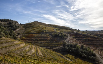 Viñedos de la bodega Buil & Giné en el Priorat (Tarragona).