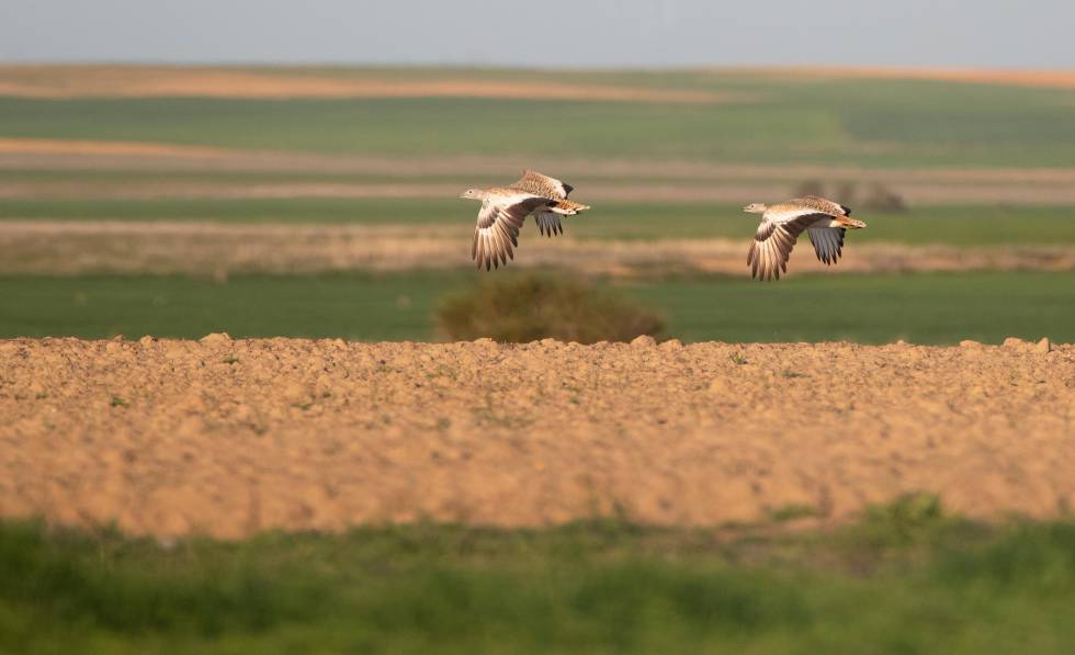 Dos avutardas sobrevuelan campos de la reserva natural de las Lagunas de Villafáfila, en Zamora.