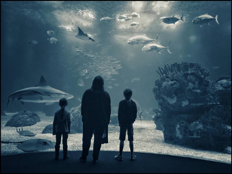Dos niños y su madre frente a un tanque de tiburones en el Oceanario de Lisboa.