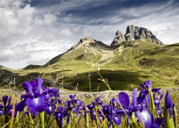 Las ocho flores más bellas del Pirineo y dónde encontrarlas Las ocho flores más bellas del Pirineo y dónde encontrarlas