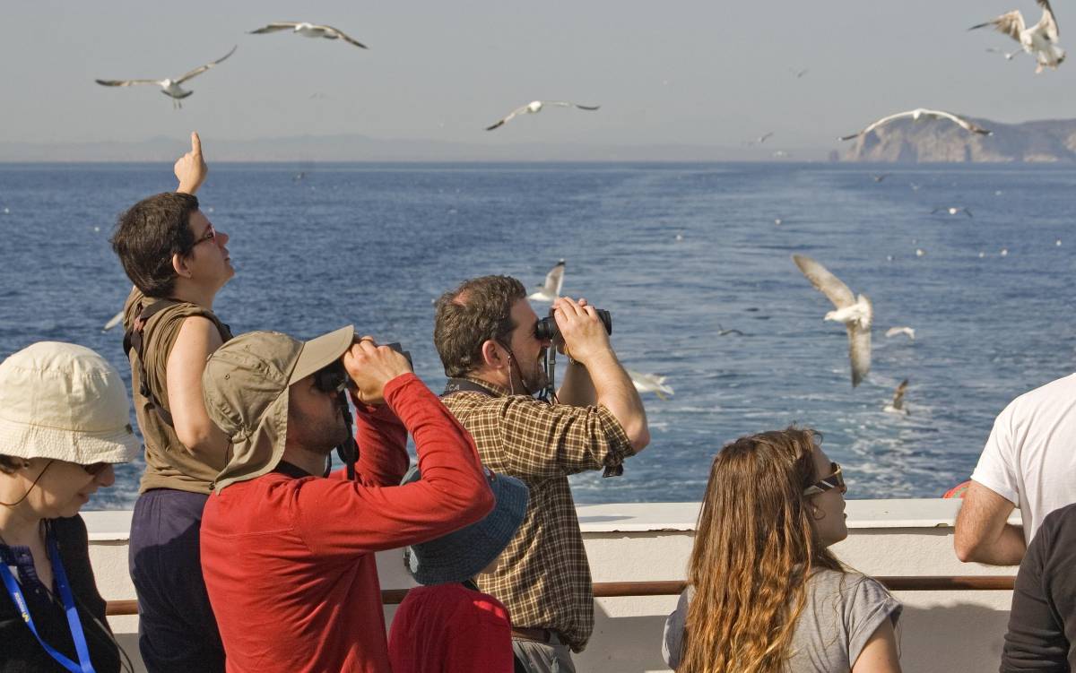 Las 10 aplicaciones más útiles para observar aves en España