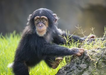 Se busca madre adoptiva para un chimpancé: así preservan los zoológicos las especies en peligro de extinción Se busca madre adoptiva para un chimpancé: así preservan los zoológicos las especies en peligro de extinción