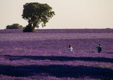 24 horas en Brihuega, la tierra de la lavanda (incluso en tartas y helados) 24 horas en Brihuega, la tierra de la lavanda (incluso en tartas y helados)