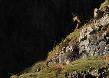 Ocho animales emblemáticos del Pirineo y dónde verlos en España Ocho animales emblemáticos del Pirineo y dónde verlos en España