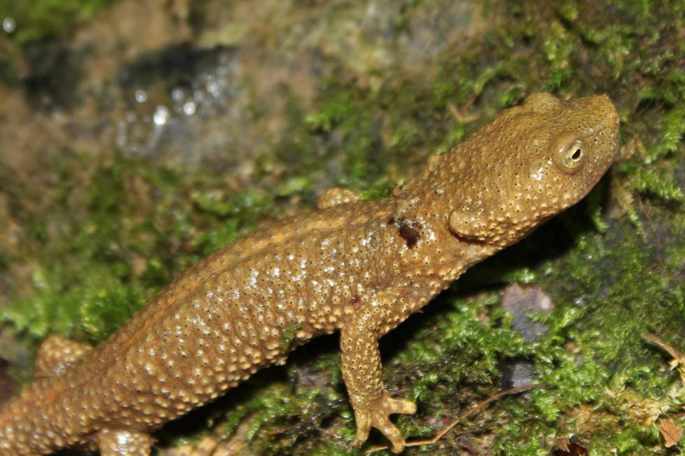 Detalle de un tritón pirenaico ('Calotriton asper').