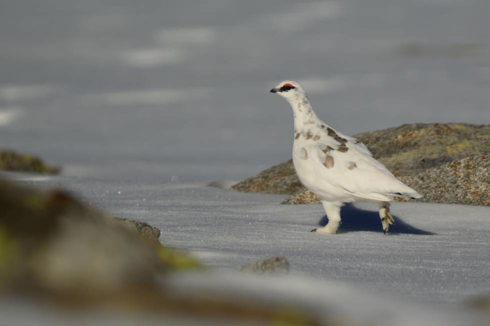 Lagópodo alpino ('Lagopus muta') caminando sobre la nieve.