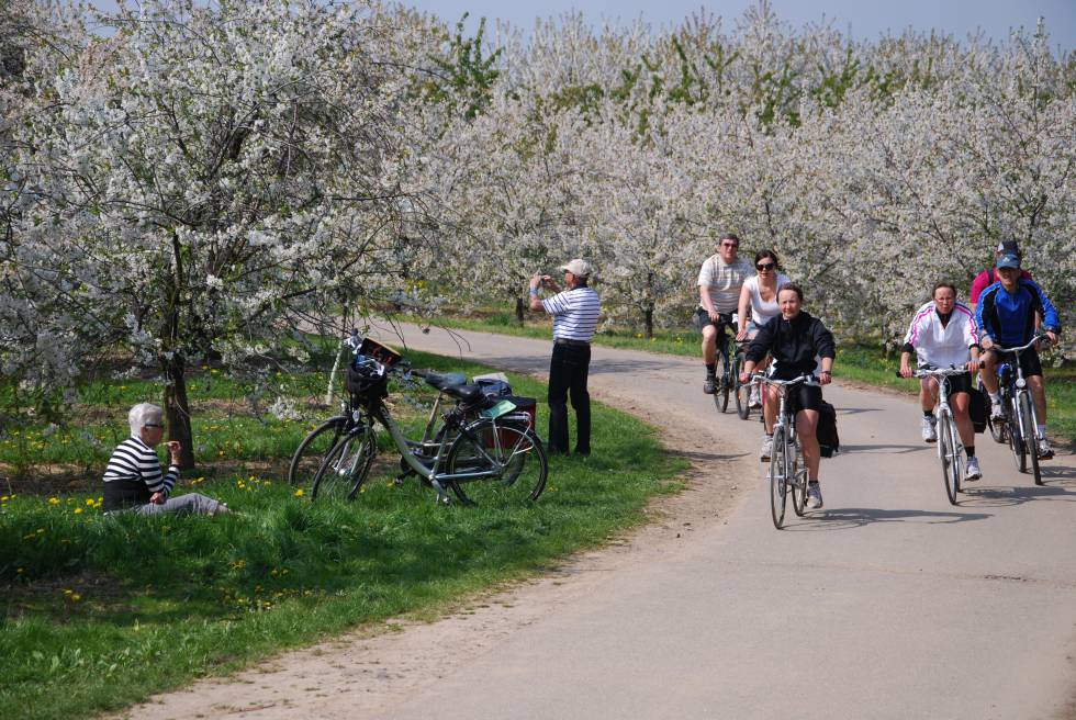 Ciclistas pedaleando entre frutales en flor en Sint Truiden, Haspengouw (Bélgica).