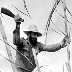 Fidel Castro corta caña de azúcar en 1970. / Gilberto Ante (Getty)