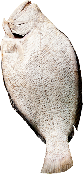 Pescado
