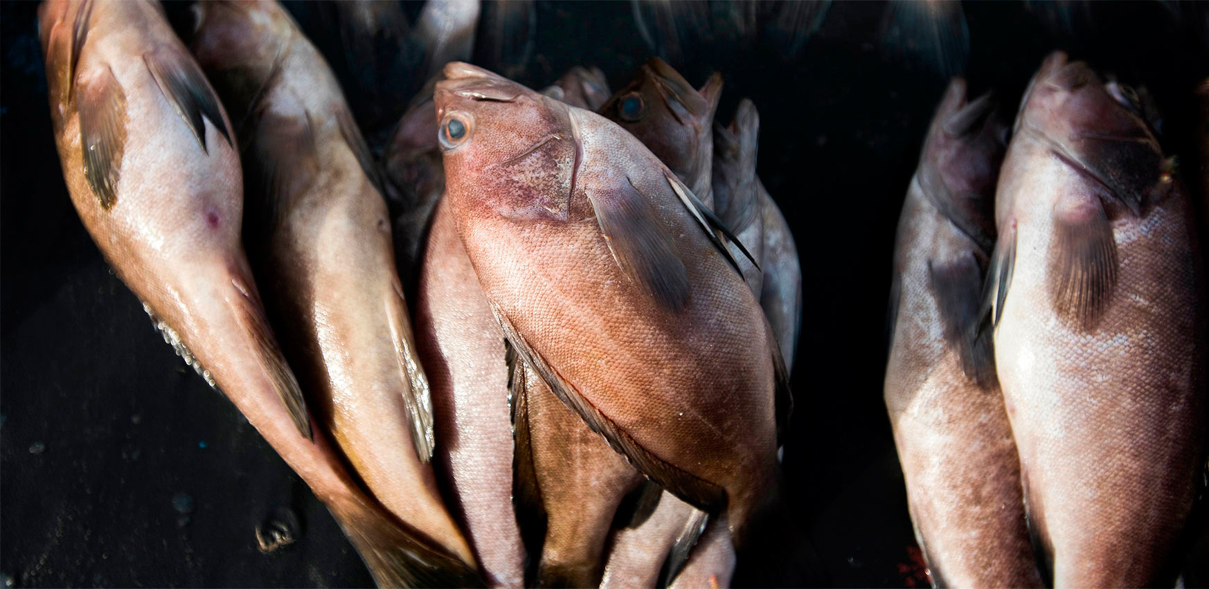 Montón de pescado