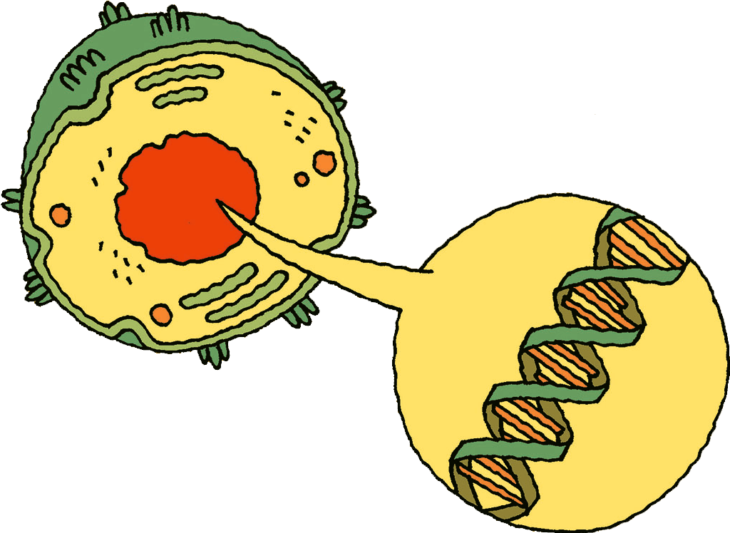 Virus