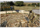 Kenia decomisa más de dos toneladas de colmillos de elefante y cuernos de rinoceronte