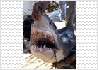 Los tiburones siembran el pánico en el Mar Rojo