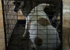 Bucarest declara la guerra a los perros callejeros