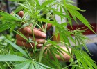 Legalização da maconha muda hábitos no Uruguai