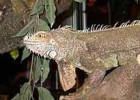 Nicaragua propone comer iguanas contra la escasez de alimentos