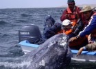 Os barcos reduzem sua velocidade na Califórnia para salvar baleias
