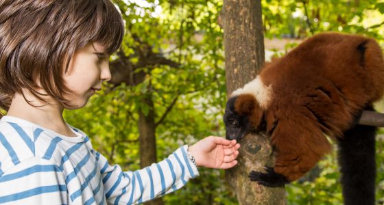 Vari-wald, lugar donde los turistas se acercan a los animales.