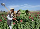 El cultivo de opio afgano crece
antes de la retirada de la OTAN