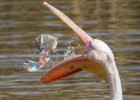 Una bolsa de plástico para contaminar y asfixiar al planeta