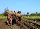 ¿Cuántas veces usamos las palabras cambio climático en el día a día?