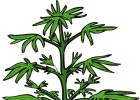 Jamaica legalizará la marihuana medicinal