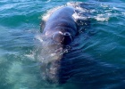 Un santuario de ballenas en el Pacífico mexicano