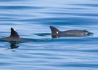 La vaquita marina lucha por sobrevivir en las aguas mexicanas