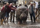 Un tigre huido del zoo de la capital de Georgia mata a una persona Un tigre huido del zoo de la capital de Georgia mata a una persona