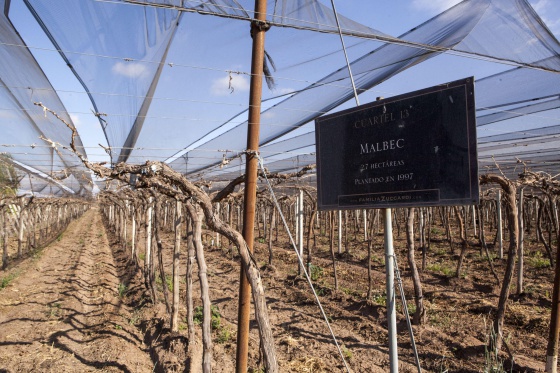Argentina es el quinto productor mundial de vino