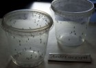 Alerta en Brasil por un virus vinculado a microcefalia en bebés