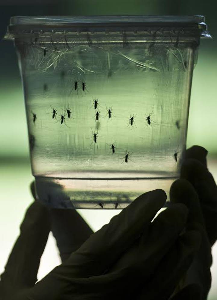 Virus Zika Virus Zika