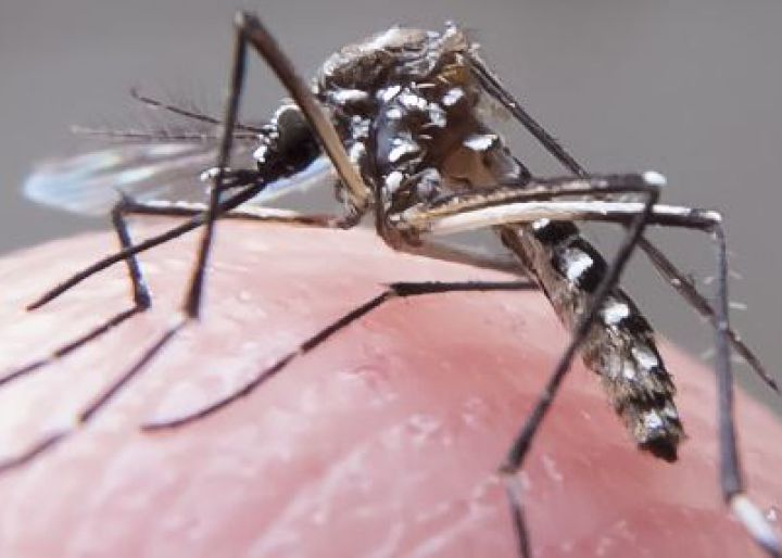 Diez preguntas y respuestas sobre el virus zika Diez preguntas y respuestas sobre el virus zika