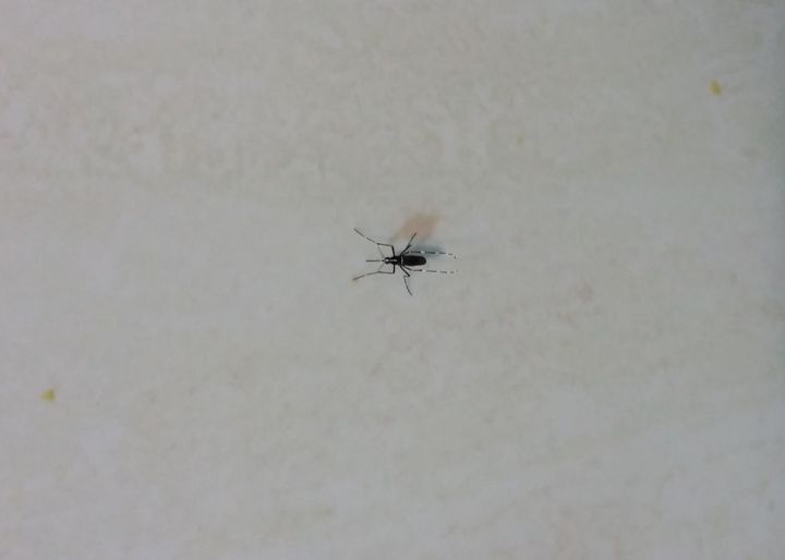 Diez preguntas y respuestas sobre el virus zika Diez preguntas y respuestas sobre el virus zika