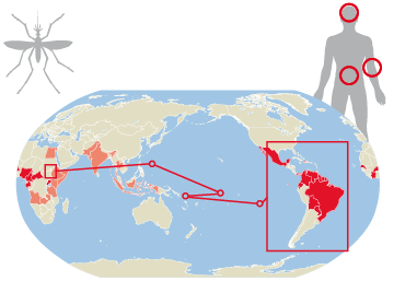 América Latina declara la guerra a un mosquito