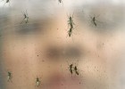 OMS afirma que o zika chegará a toda América, salvo Canadá e Chile OMS afirma que o zika chegará a toda América, salvo Canadá e Chile