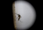 Dallas anuncia un caso de transmisión del zika por vía sexual