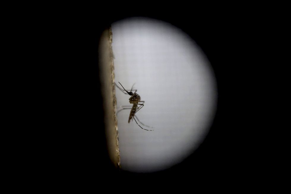 El mosquito Aedes Aegypti, principal responsable de la transmisión del zika