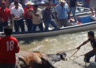 A festa popular mexicana que maltrata os touros velhos