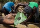 Viagem ao berço do coltan, o coração dos ‘smartphones’