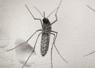 EUA avaliam 14 novos casos de possível transmissão sexual do zika