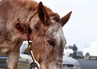 La detención de unos carniceros de caballos reabre el debate en México