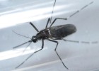 México registra cinco casos de Guillain-Barré asociados al zika
