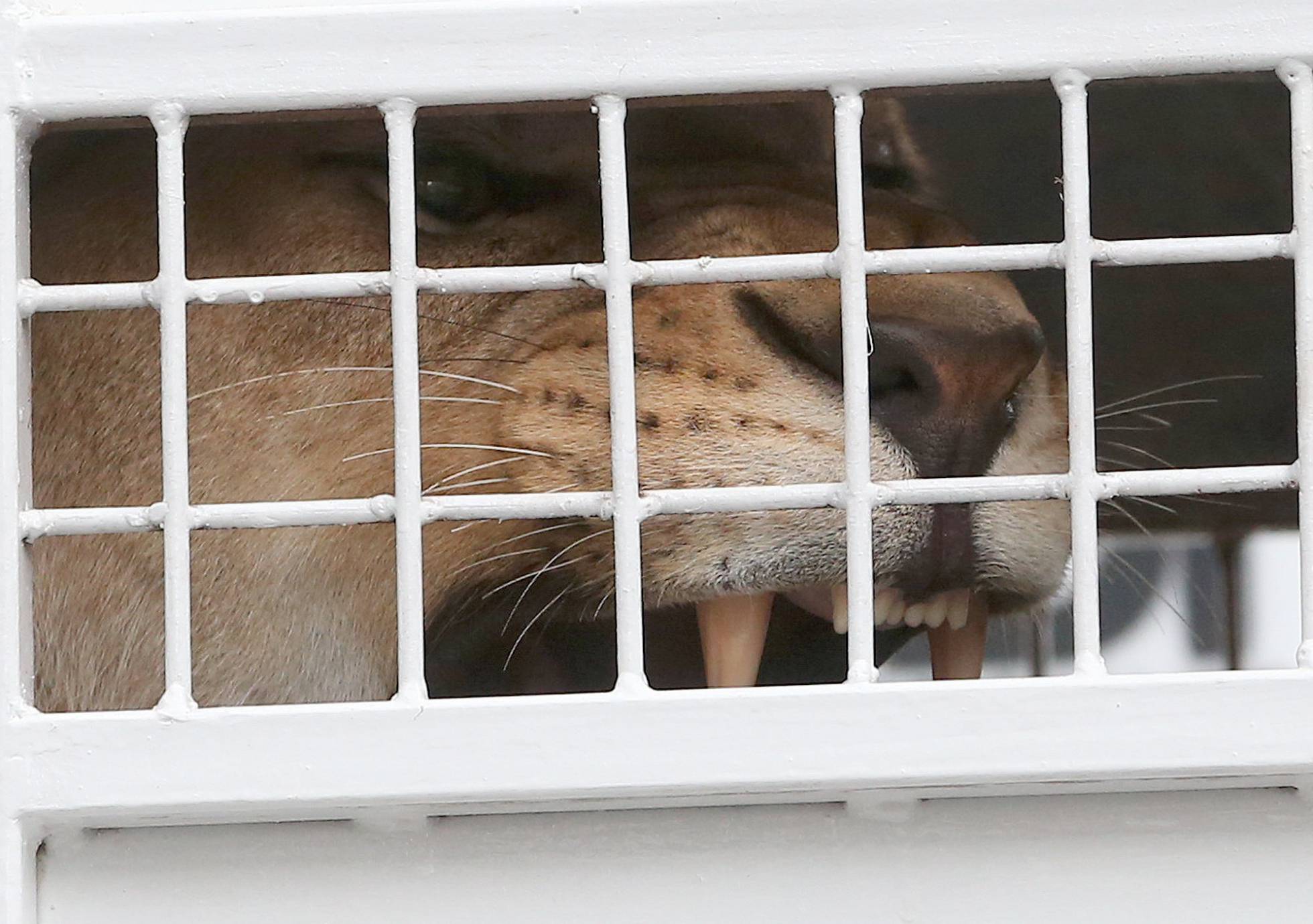 Uno de los animales, en su jaula. Uno de los animales, en su jaula.