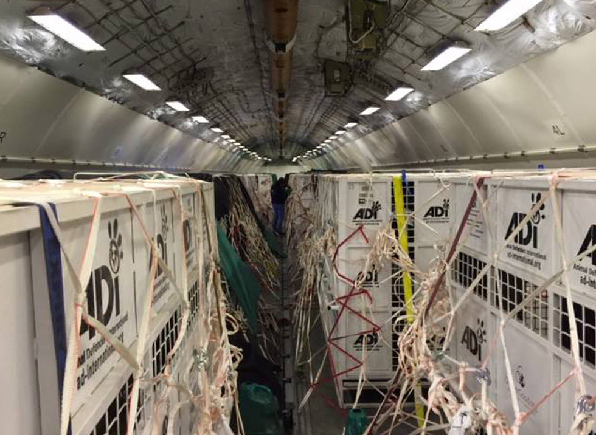 Las jaulas, en el avión de traslado. Las jaulas, en el avión de traslado.