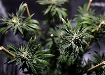 Colombia concede la primera licencia de marihuana medicinal