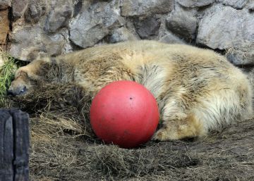 Muere el último oso polar de Argentina